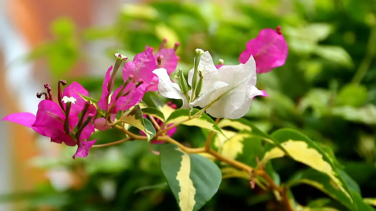 Paper flowers or bougainvillea are popular ornamental plants