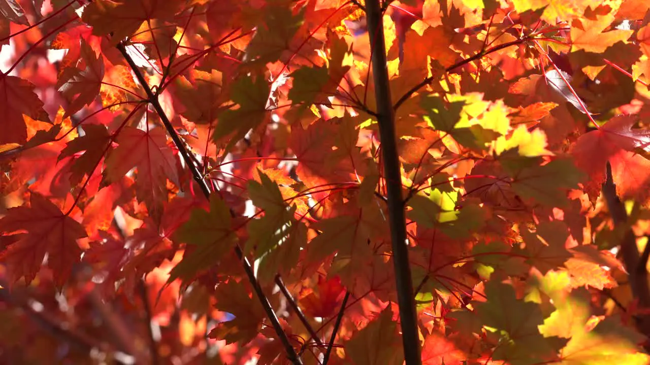 4K_Colorful Autumn stock footage video capturing light colors and motion