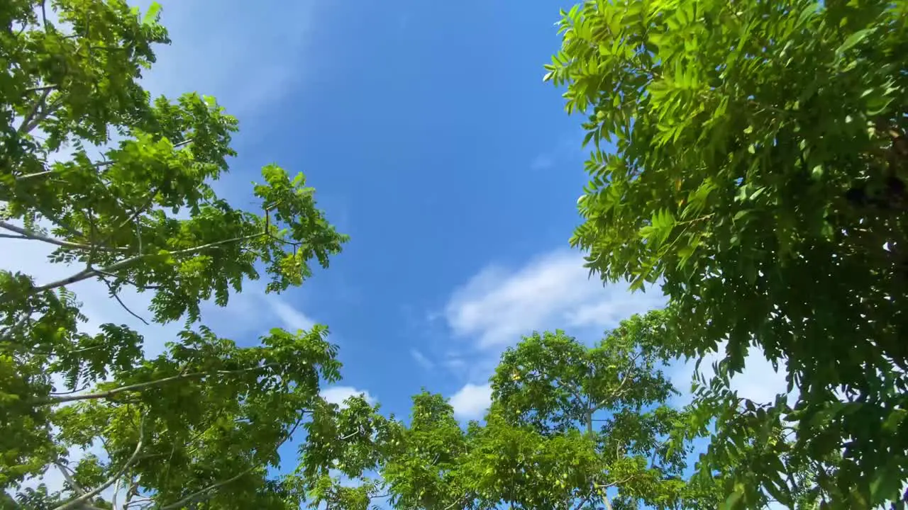 Trees forest fall sky sun looking forward tilt up POV Camera green leaves perspective through tropical