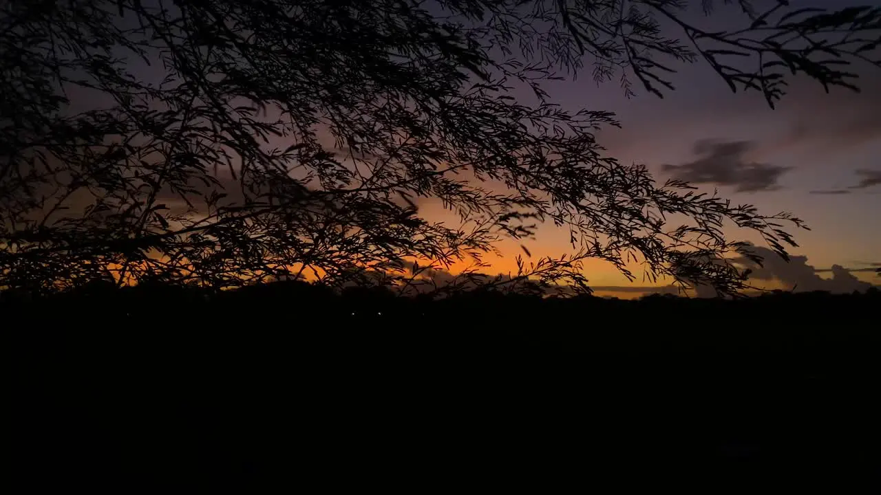 Silhouetted branches blowing in the wind at Magic Hour