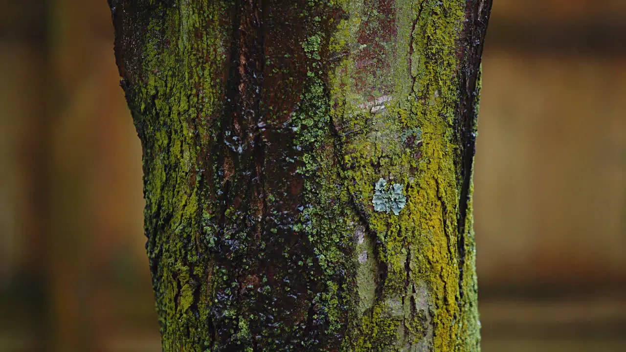 Steady Rain Falling Down Tree Trunk