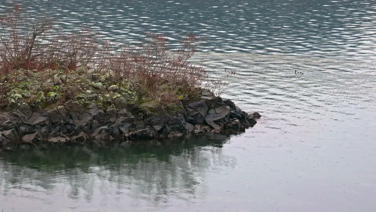 Peaceful scene small rocky island stones and grass as ducks ducklings swimming on calm waters