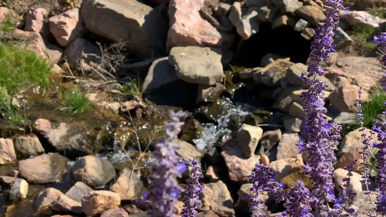 Wild lavender flowers in breeze brook running on reddish pebbles in background