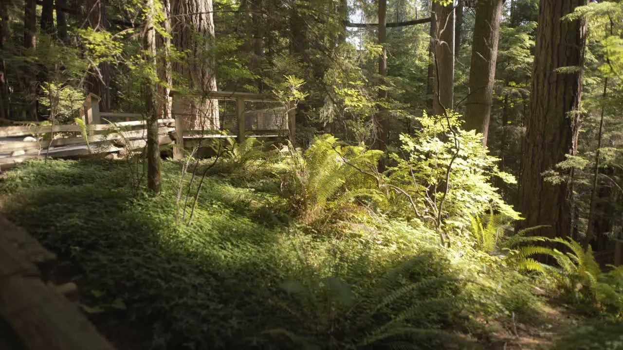 Calm sunny atmosphere with green ferns and leaves