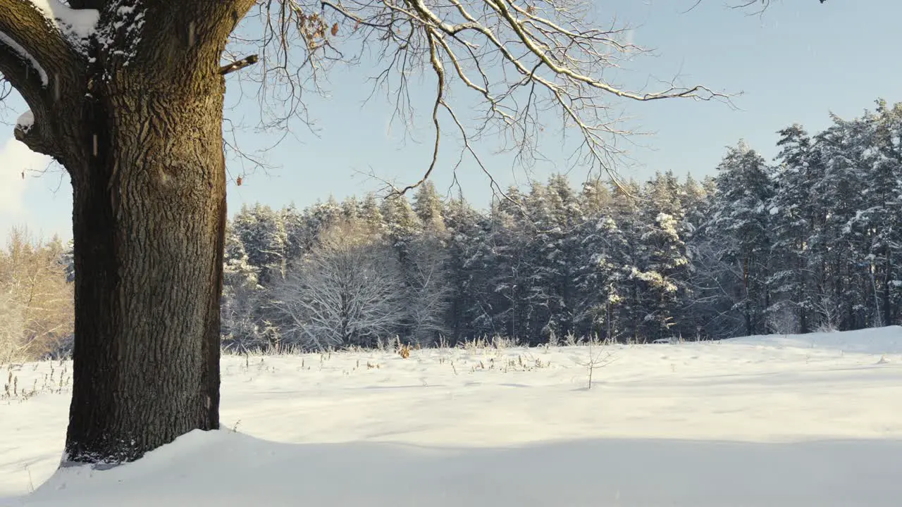 Snowy winter landscape with relaxing snowfall on a sunny day