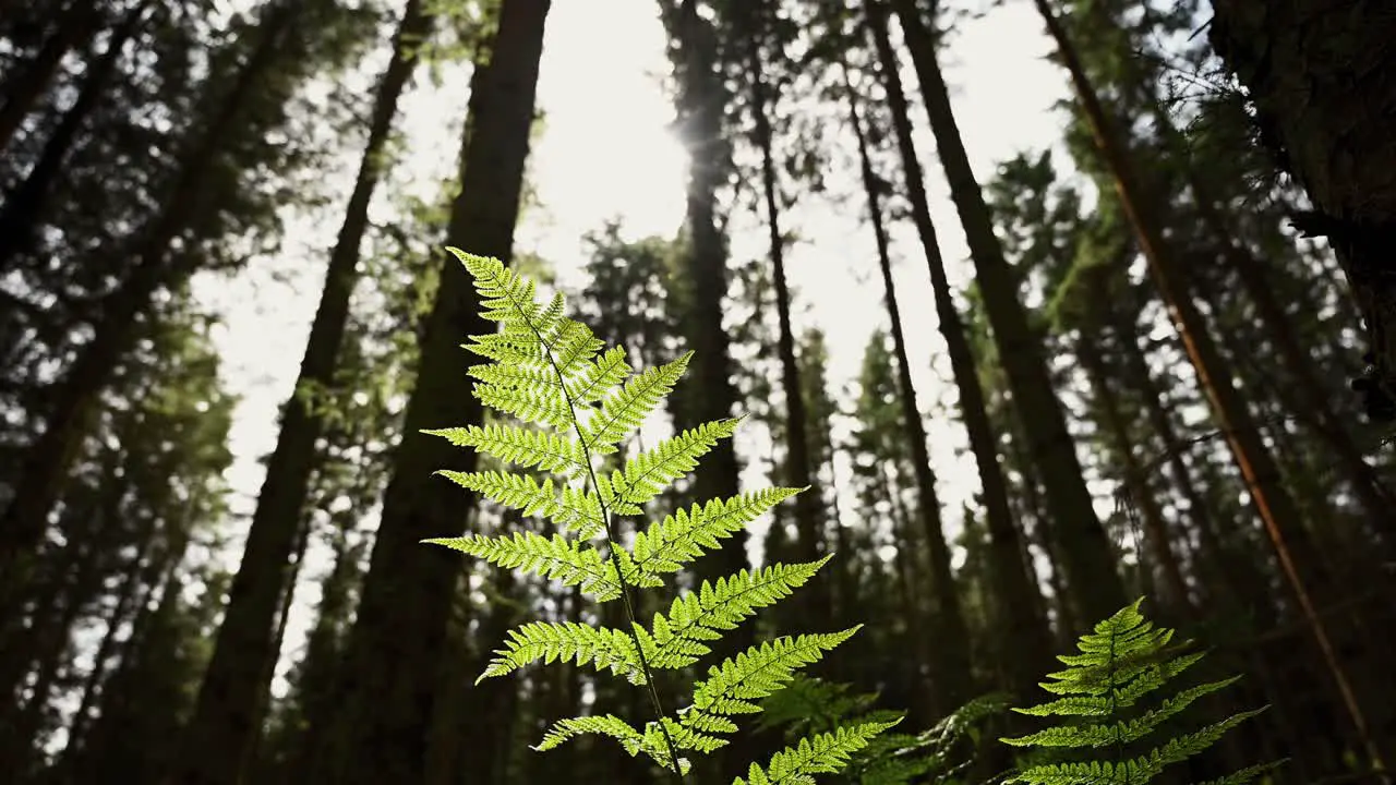 Beautiful ancient woodlands of the Scottish countryside