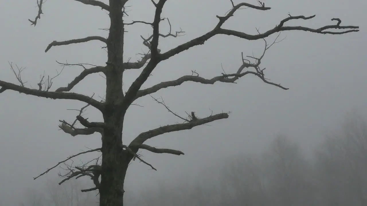 Nature Tree On Foggy Morning Tilt