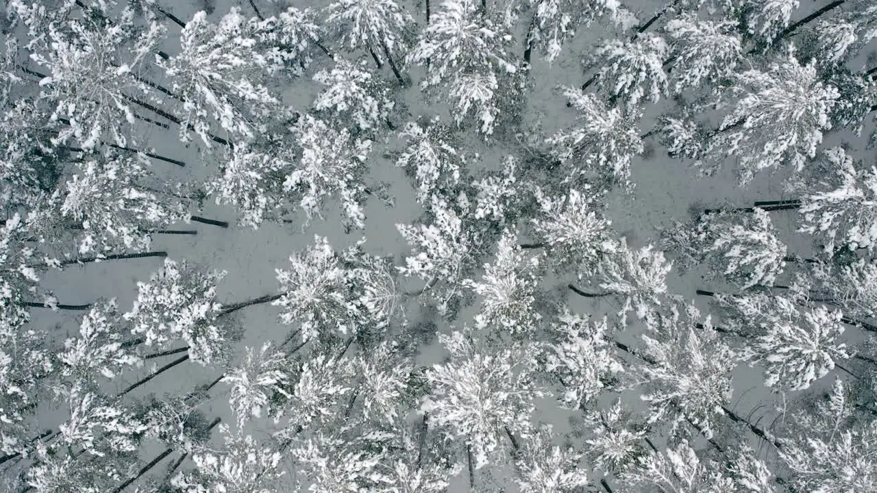 Aerial view above snow-covered pine tree forest covering the landscape in winter