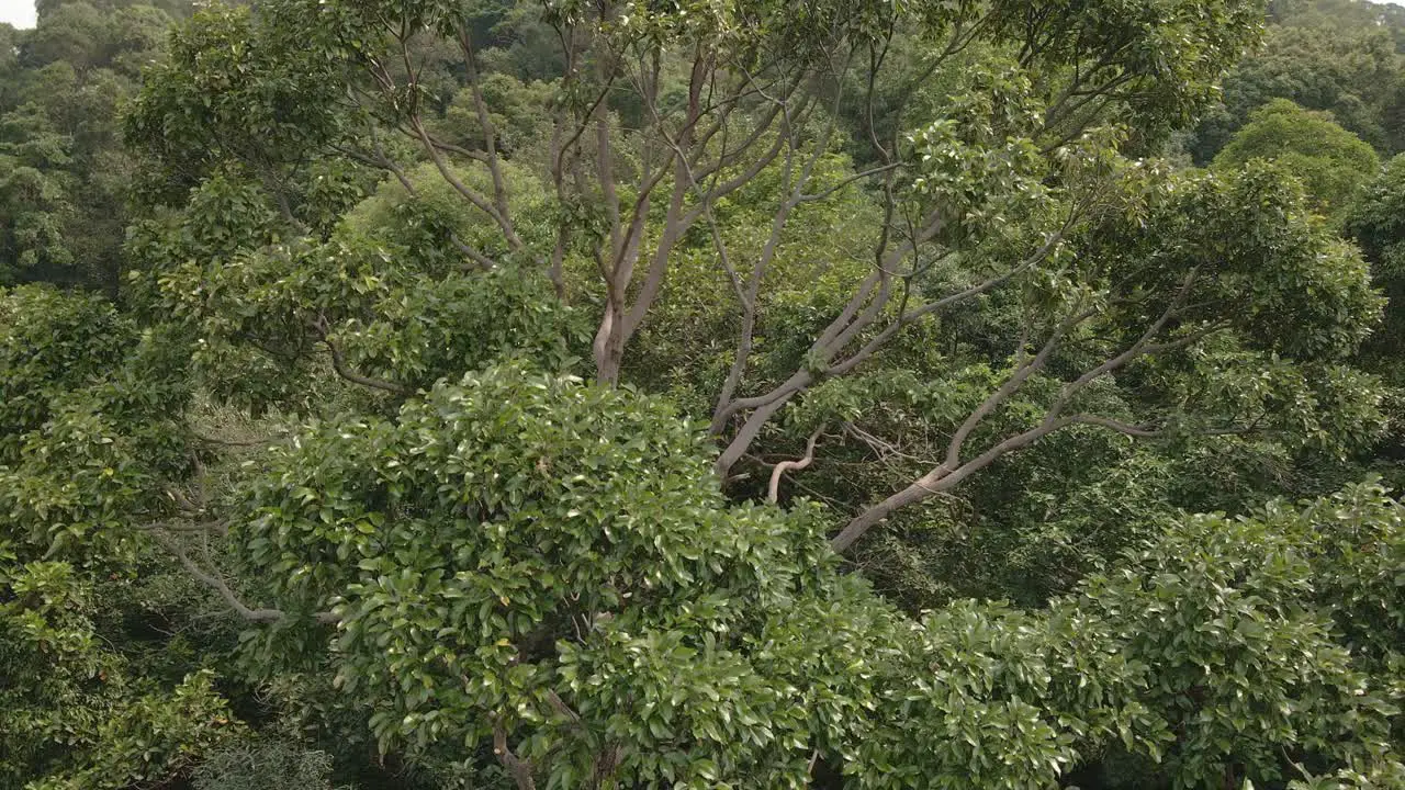 Aerial drone ascending up a tropical big tree shot of lush green tropical exotic rain forest jungle on a Island in Thailand