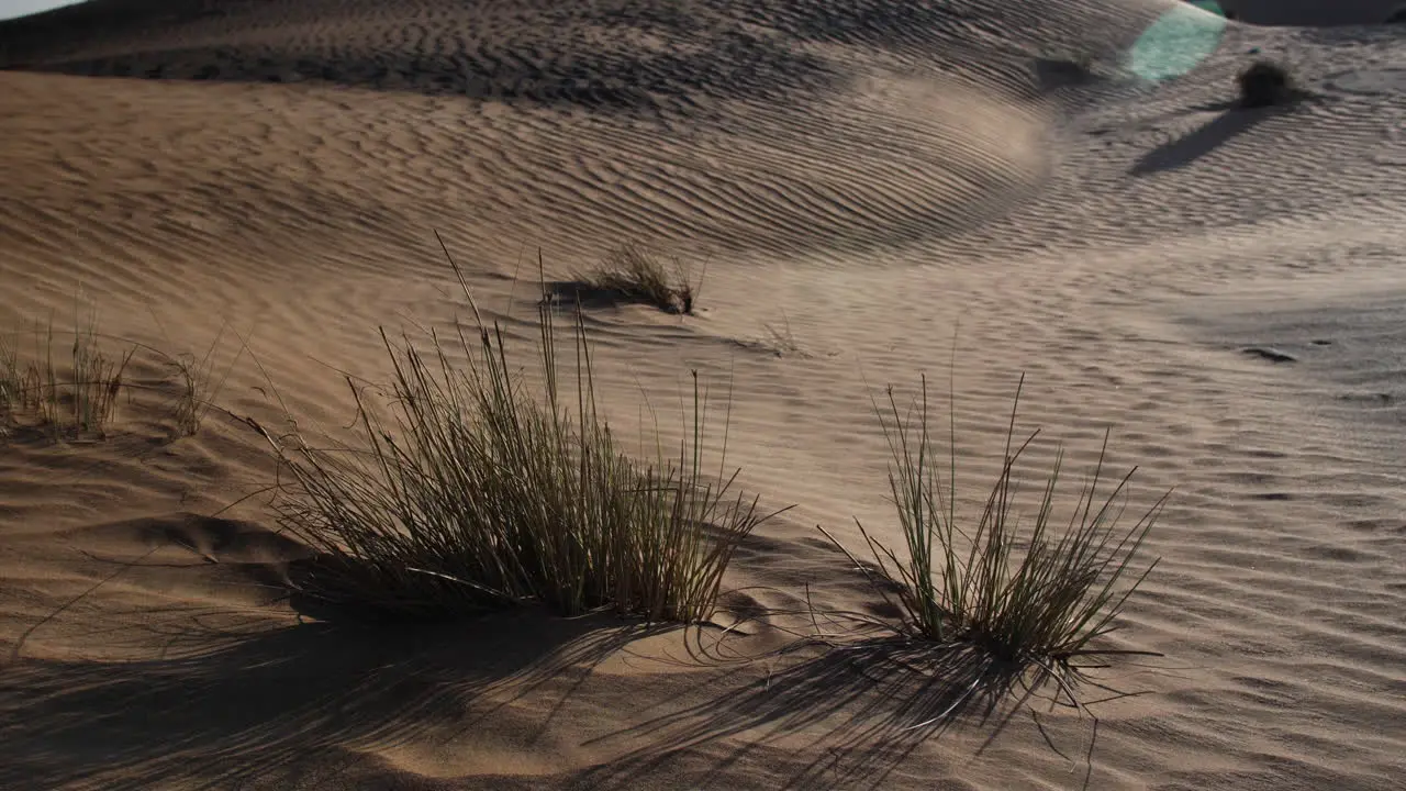 Middle eastern desert plants shrub bush in desert landscape at sunset in United Arab Emirates near Dubai