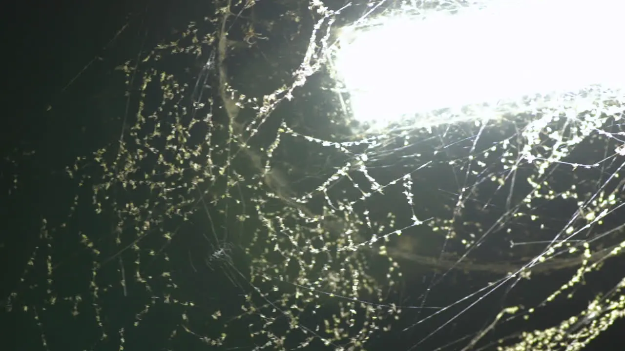 Close up pan across LED streetlight covered in spider-webs and bugs