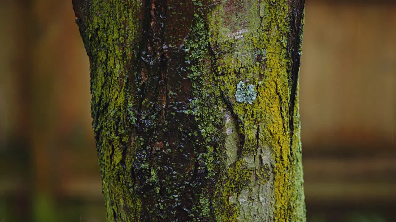 Steady Rain Falling Down Tree Trunk Panning Down