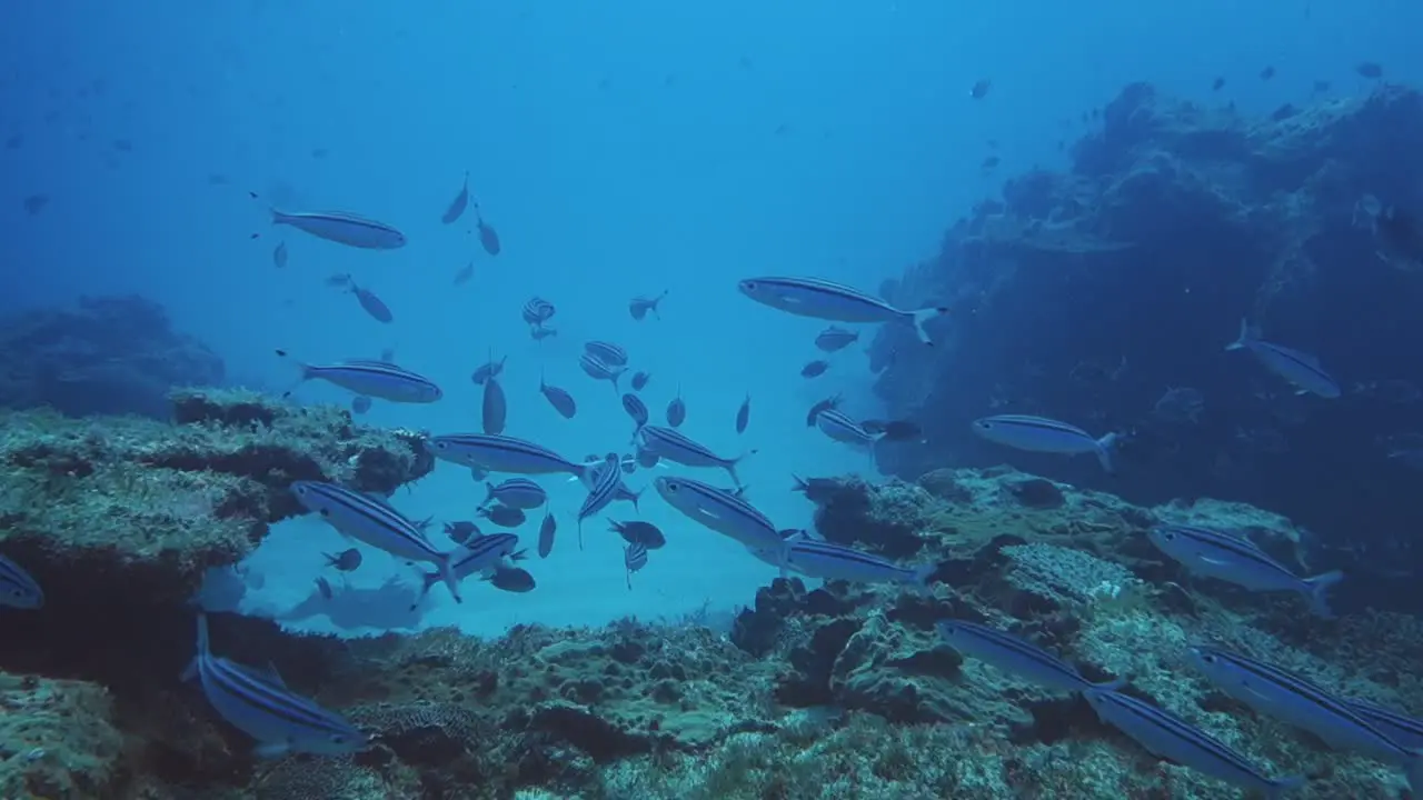 POV shot during a dive of elongated striped fish swimming in blue water over the picturesque coral reefs in the pacific ocean off norfolk island in australia