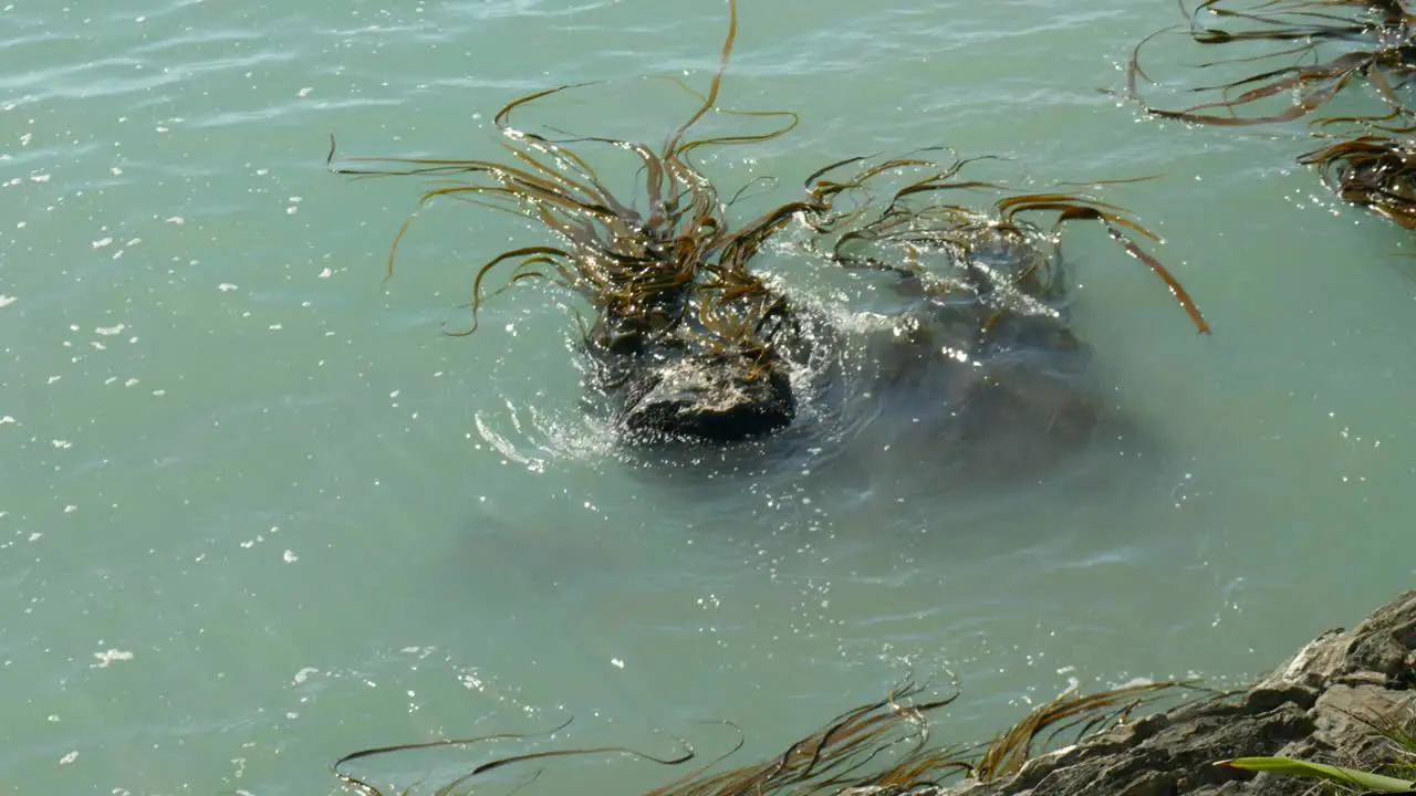 Seaweed's Dance Mesmerizing motion as seaweed gracefully navigates around rocks in the enchanting embrace of the ocean