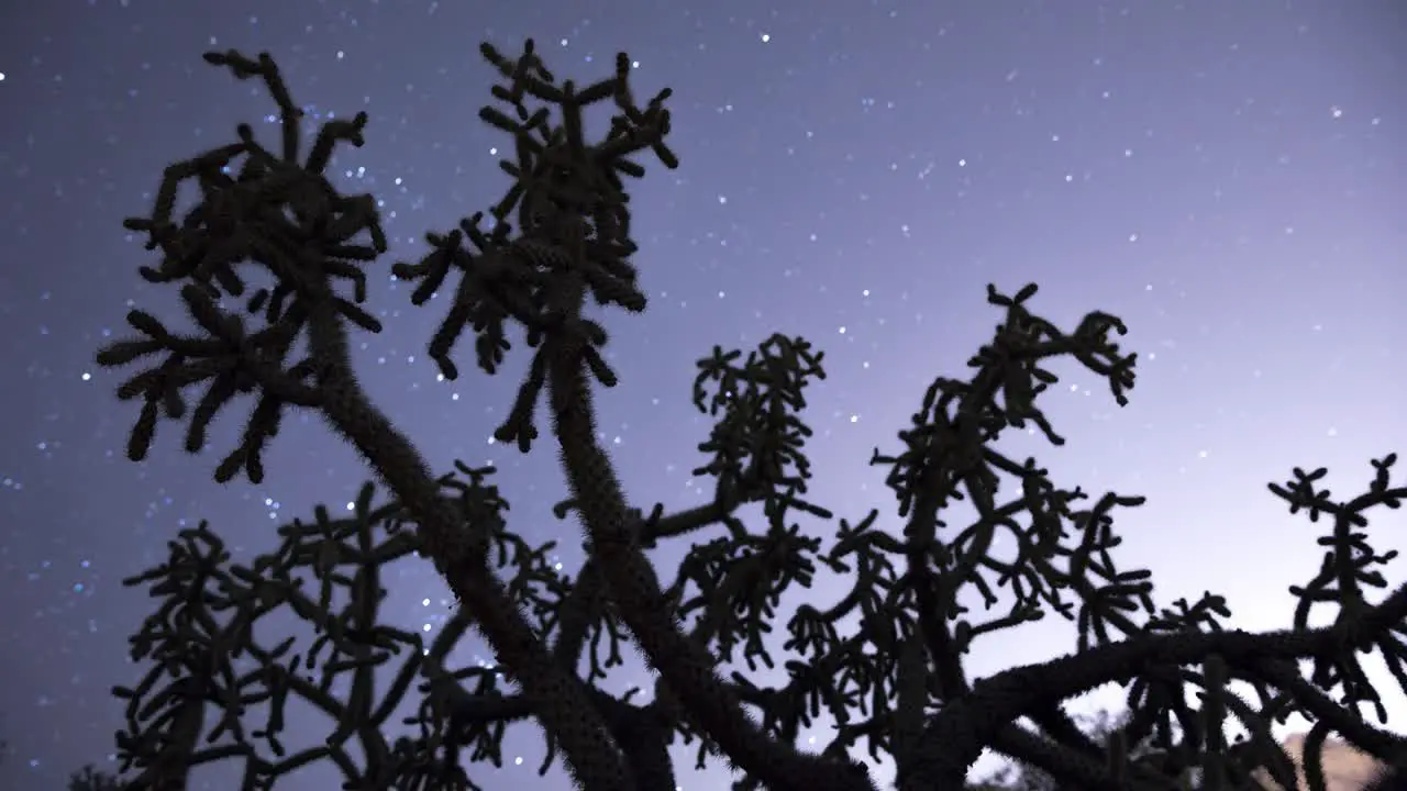 Stars pass behind silhouetted cholla cactus timelapse wide shot