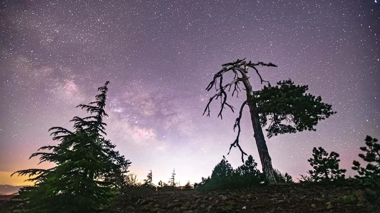 A beautiful shot of the Milky Way against an old pine tree