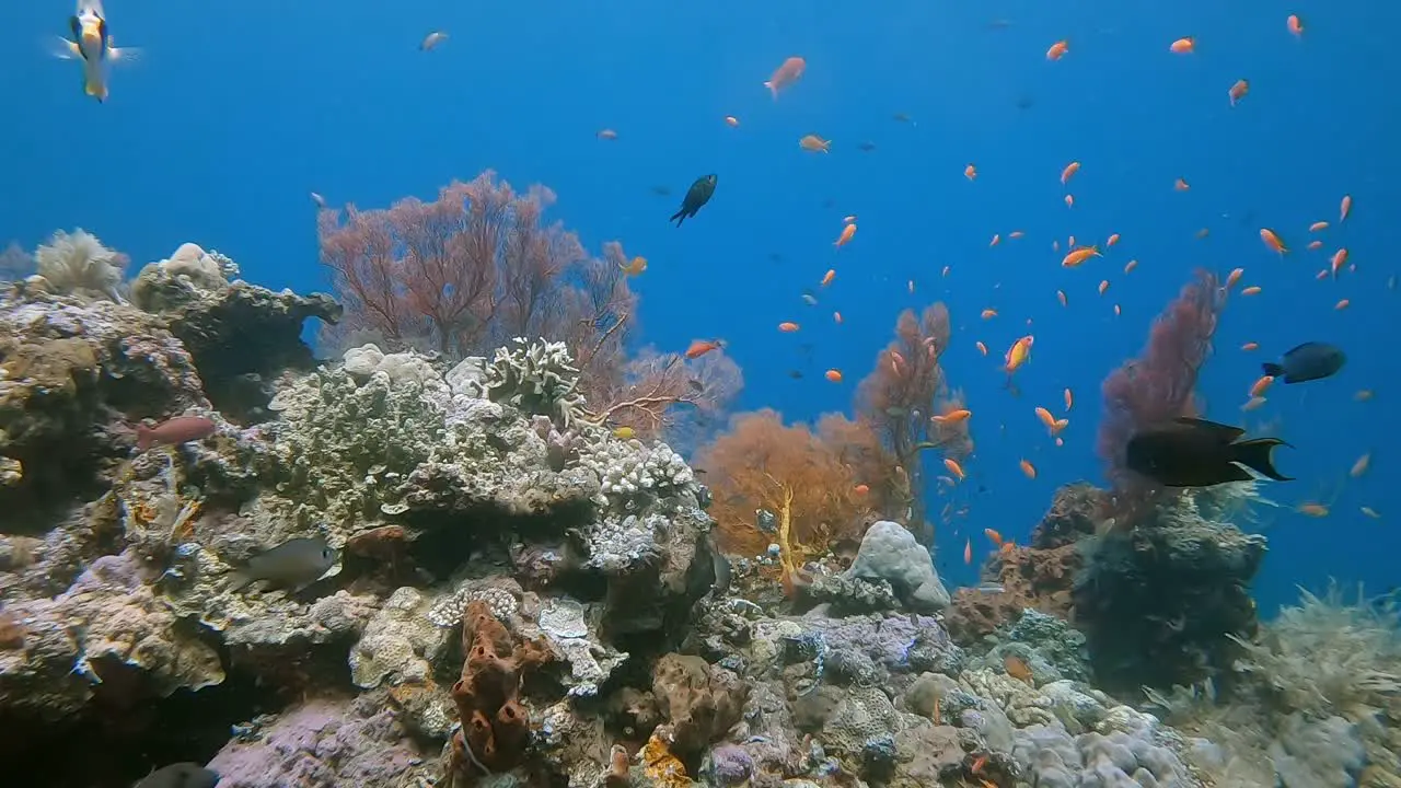 A colorful tropical coral reef scene with reef fish