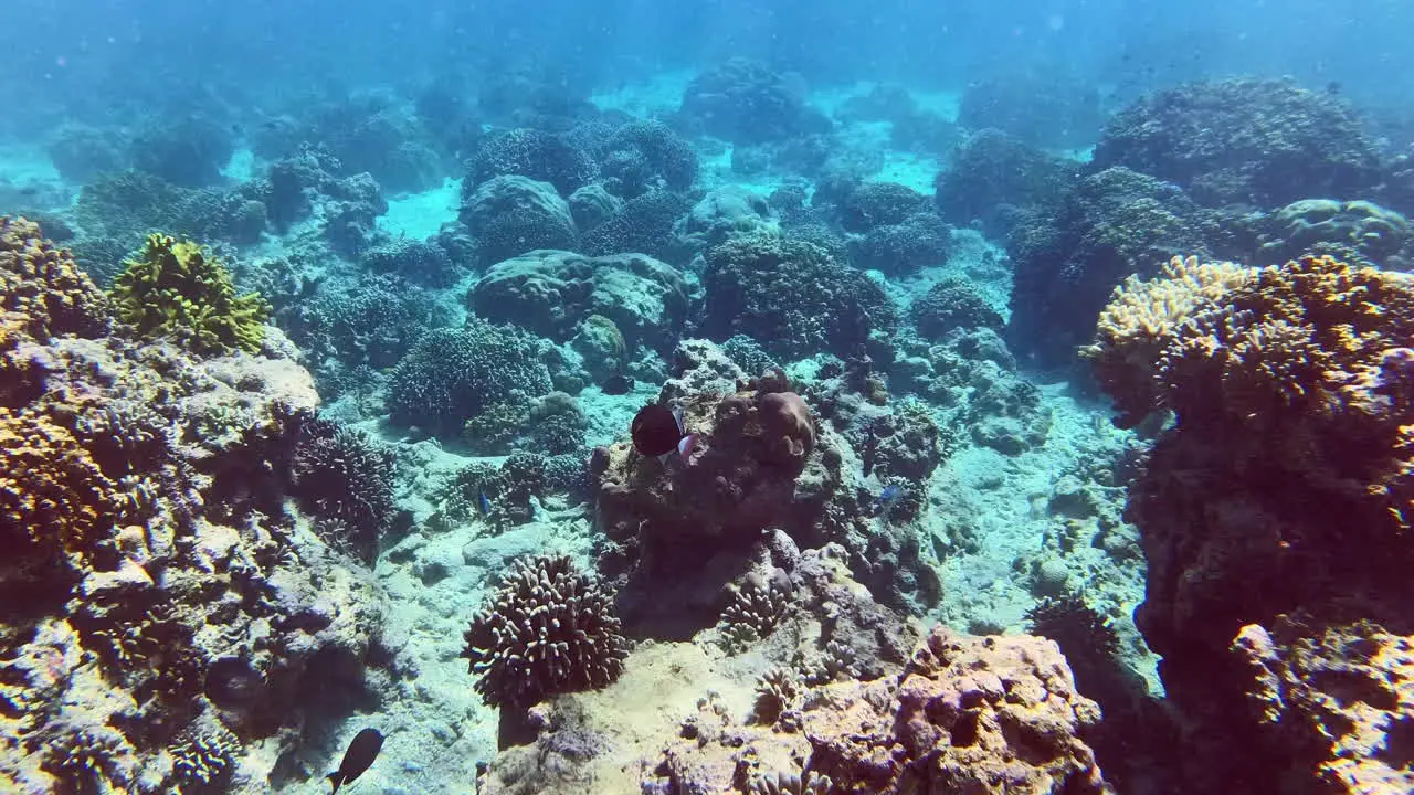 Stunning coloured coral cliff and pink tailed trigger fish gracefully swimming while snorkelling in the crystal clear aqua blue sea waters of Pulau Menjangan island Bali Indonesia