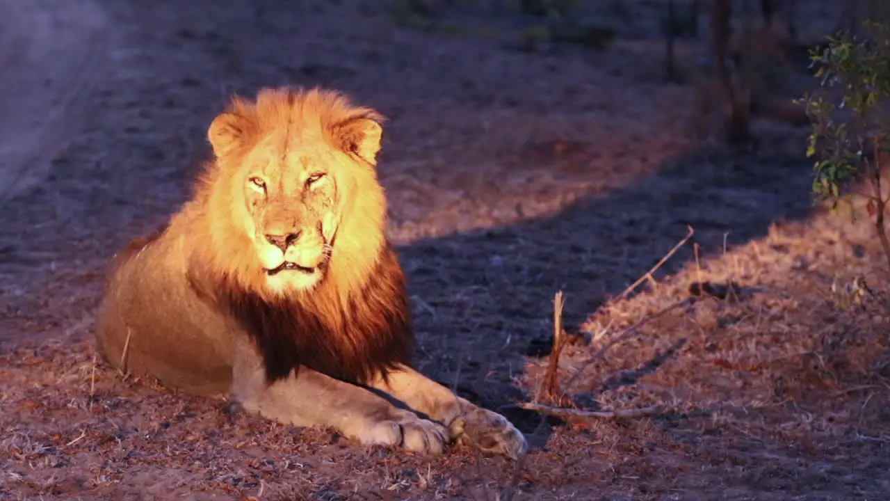 Resting Male Lion Observes Surroundings