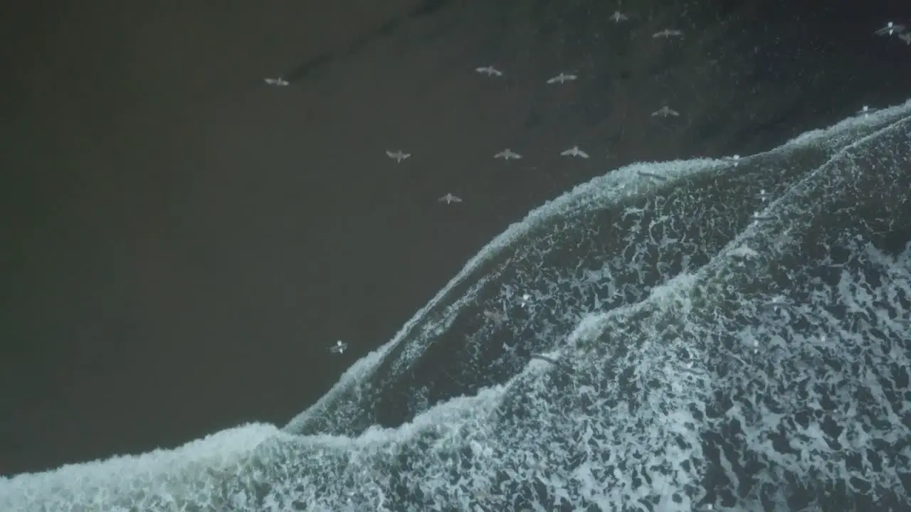 Seagulls Flying low over beach