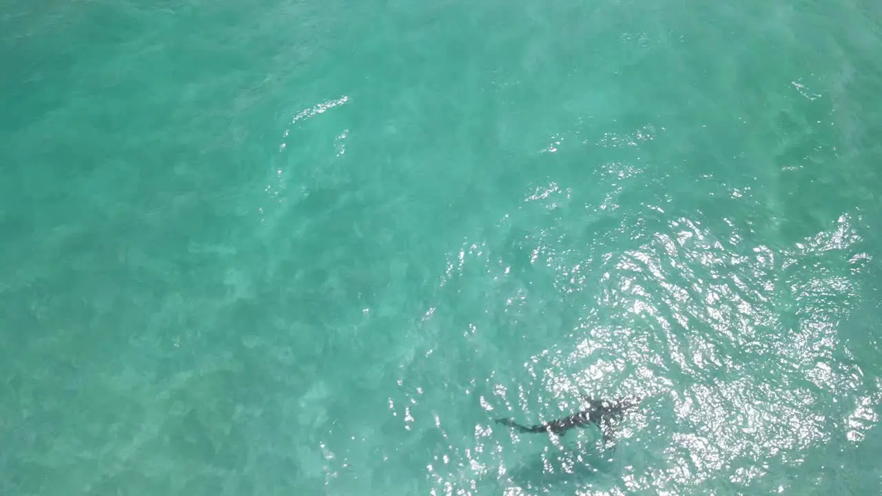 Aerial drone footage of a shark in the clear waters of Albany Western Australia Pt4