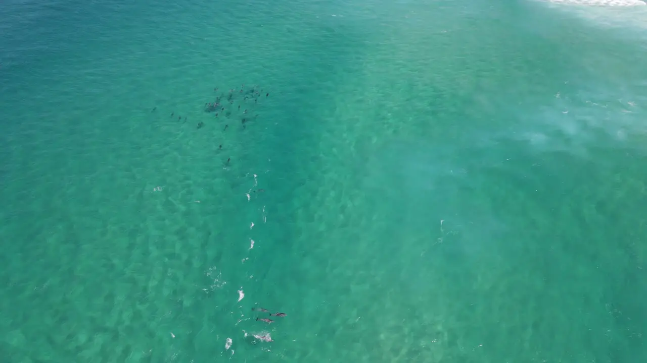 Pod of dolphins enjoying the clear waters of Albany Western Australia