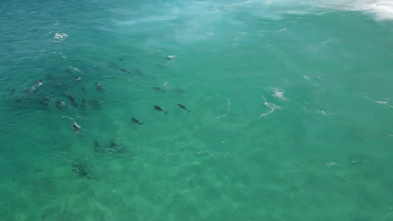 Aerial drone footage of a Pod of dolphins relaxing in the clear turquoise waters of Western Australia