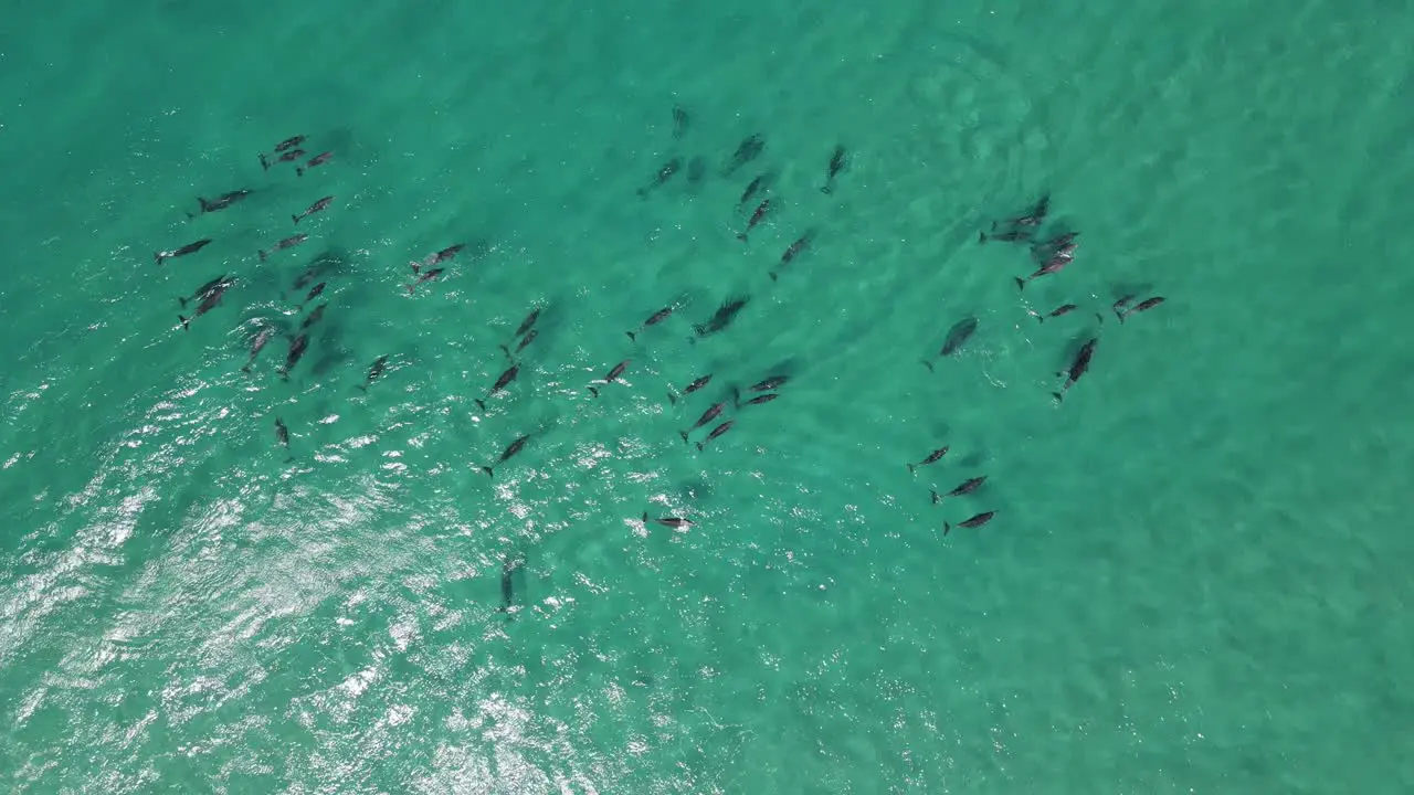 Topdown Aerial drone footage of a Pod of dolphins relaxing in the clear turquoise waters of Western Australia