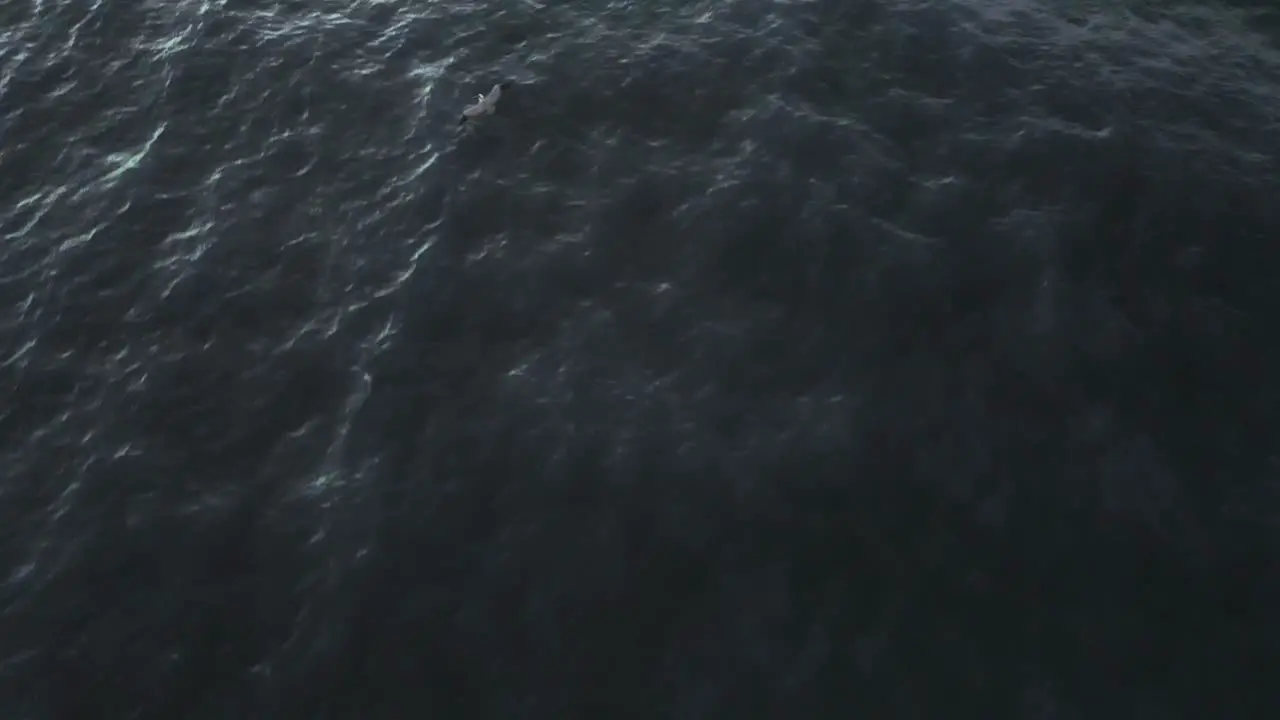 Bird flying over blue water at beach with second bird flying passed screen