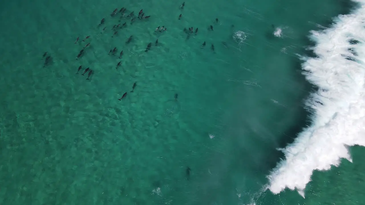 Aerial drone footage of a Pod of dolphins riding waves in Albany Western Australia pt 2