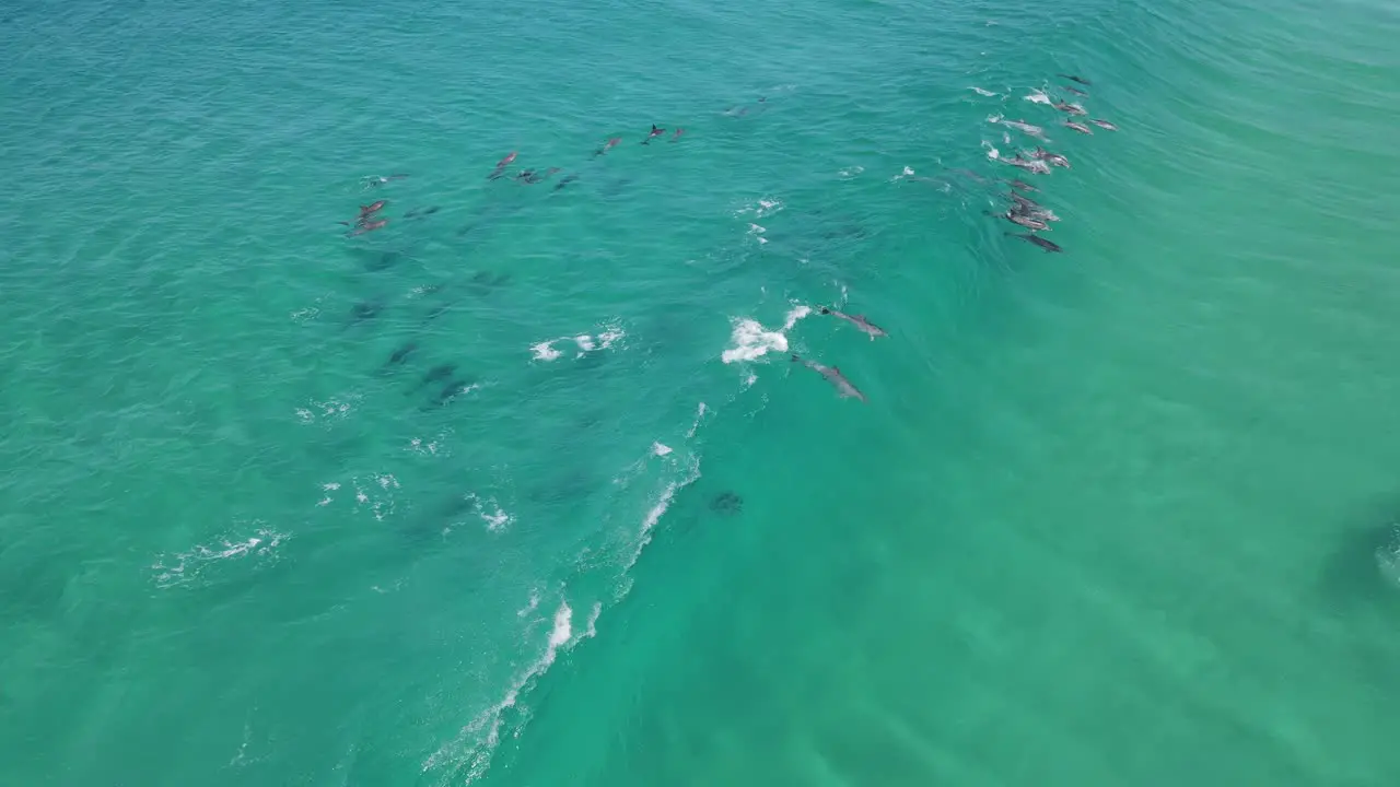 Aerial drone footage of a Pod of dolphins riding waves in Albany Western Australia