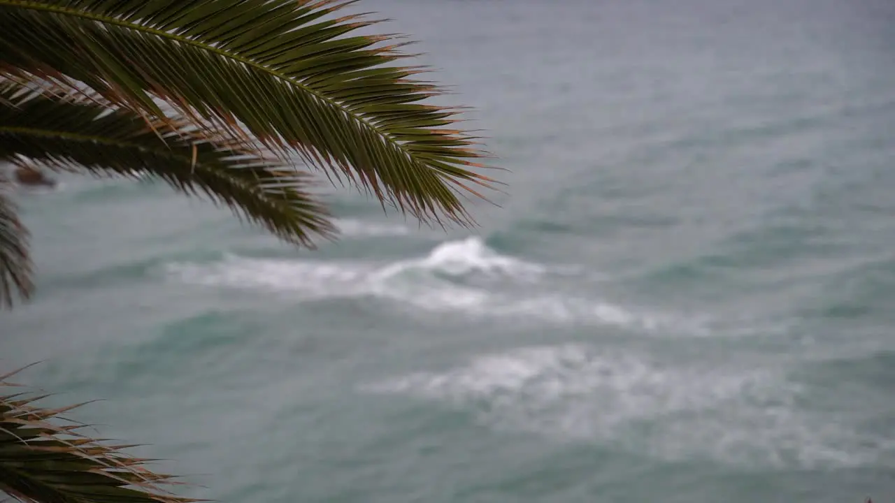 Abstract view of palm tree leafs against sky with waves in slow motion