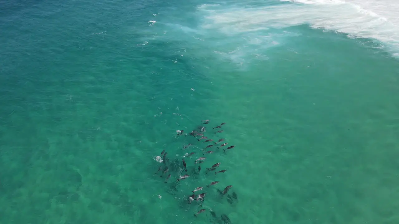 Pod of dolphins surfing in the clear waters of Albany Western Australia