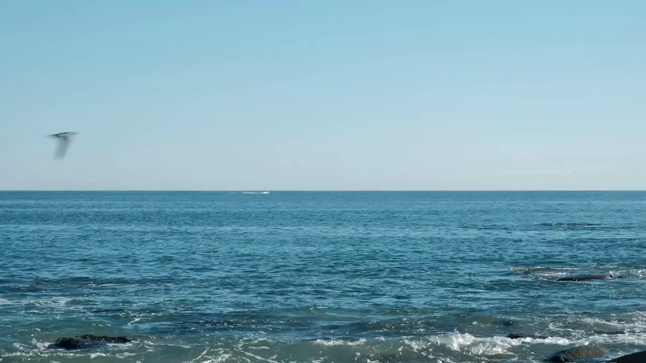 Wide angle shot of a far off whale jumping out of the water