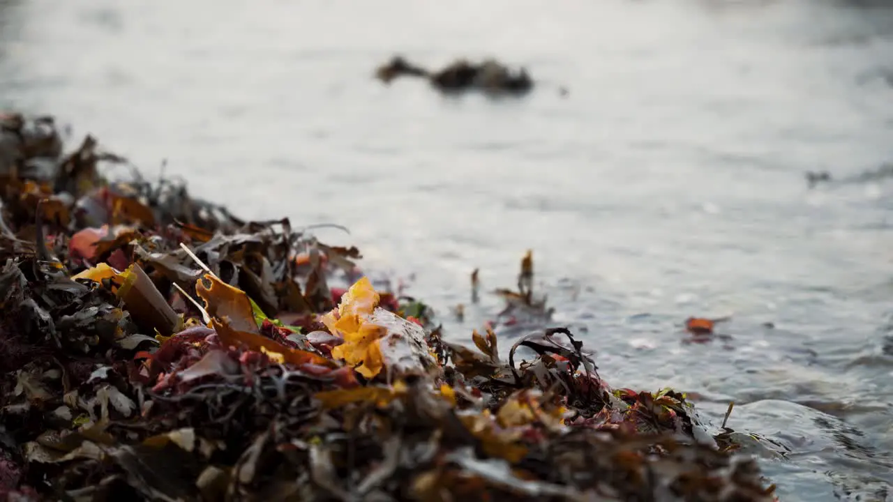 Close up of waves crashing on seaweed black labrador running through