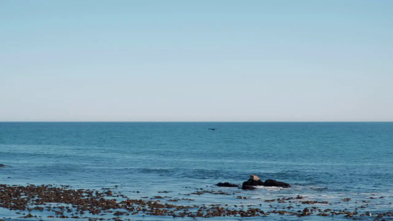 A seagull flying over the ocean