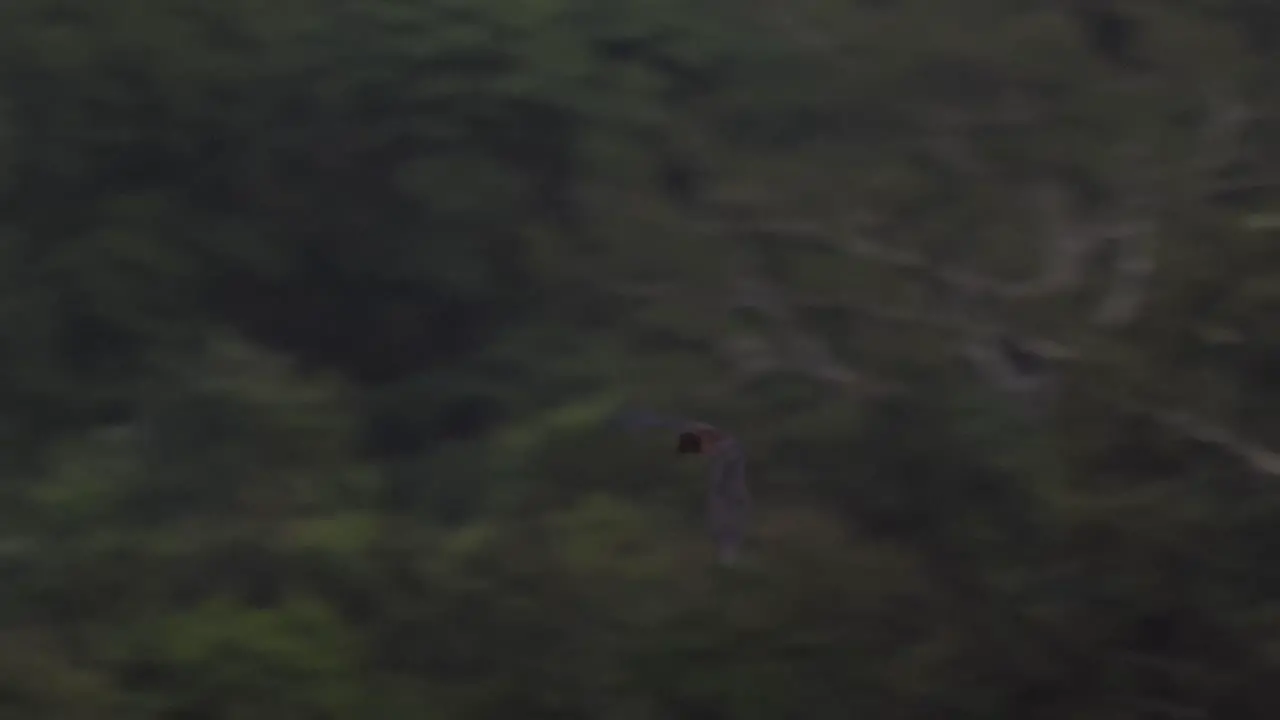 A large bat flaps its wings as it flies at dusk in tropical rainforest following shot