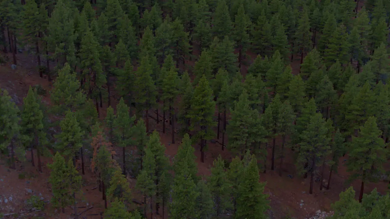 Tilt up and pan right over Douglas Fir trees in a forest on the side of a mountain in Lake Tahoe Nevada on a moody winter evening