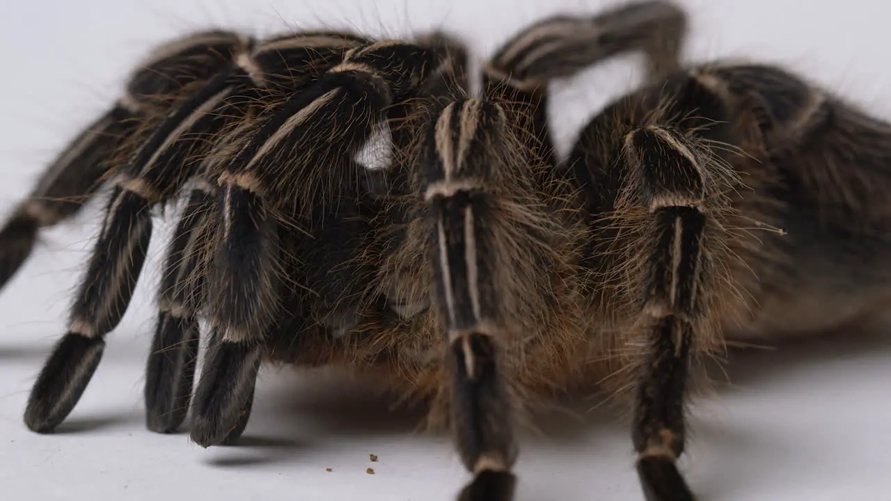 Salmon Pink Bird eater Tarantula panning shot showing legs with fine hairs sticking up