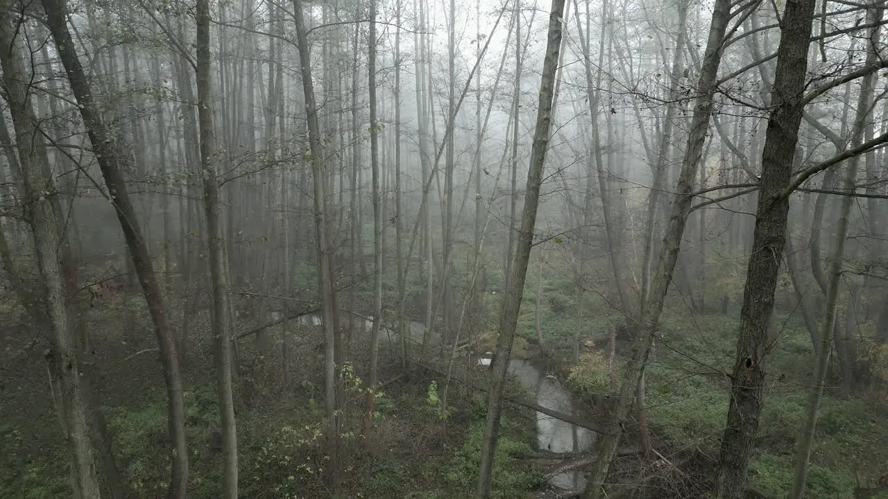 The camera moves slowly through the forest shrouded in fog