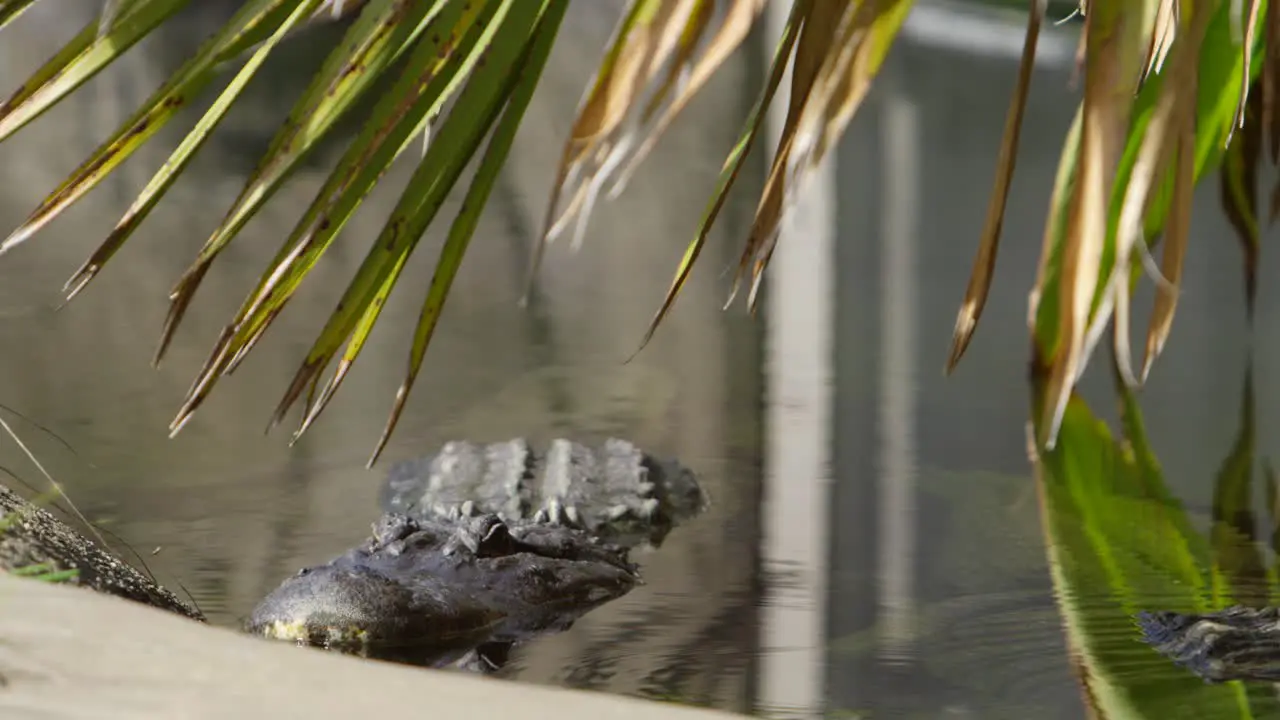 alligator resting at river bank