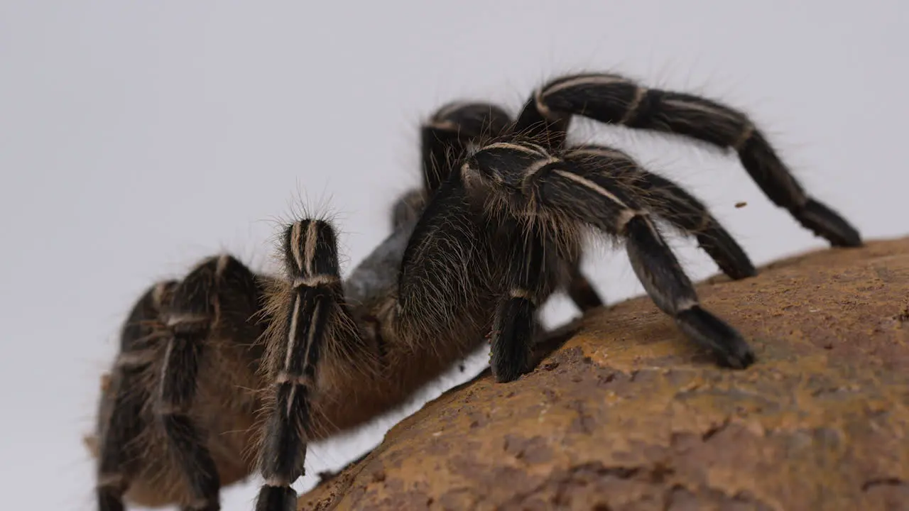 Salmon Pink Bird eater Tarantula rack focus between legs and body isolated on white background