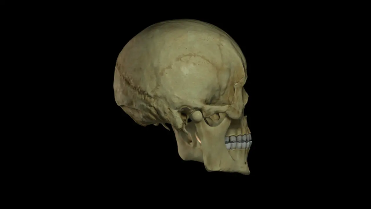 Seamless loop of a rotating human skull