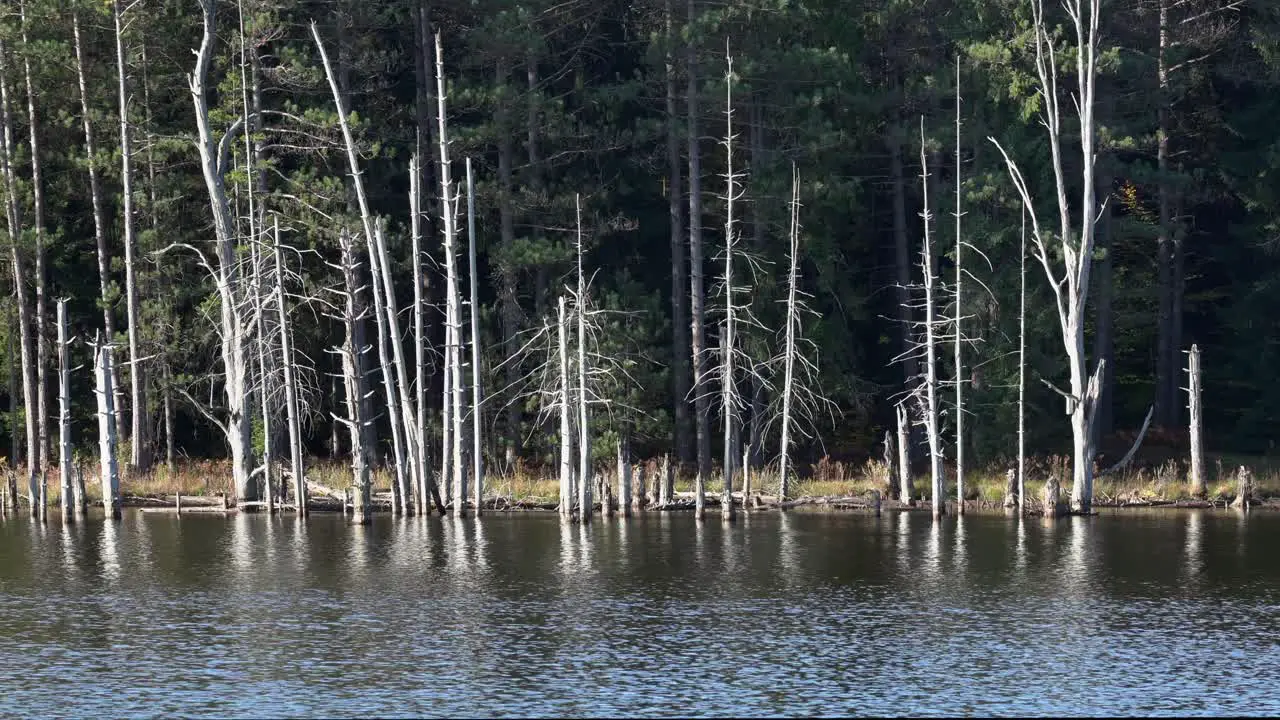 A lot of dead trees on the edge of a lake in the wilderness regions