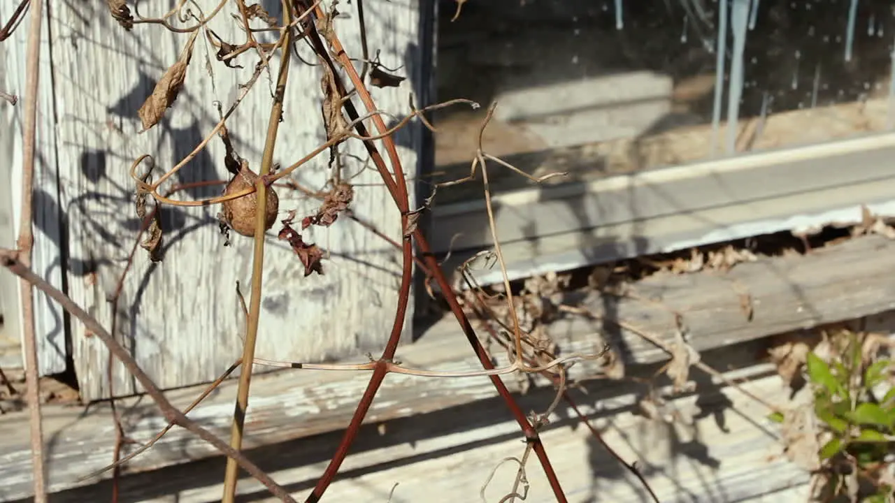 Close up shot of dried out vines being blown around by wind next to the corner of a window on an old scary abandoned rural farmhouse