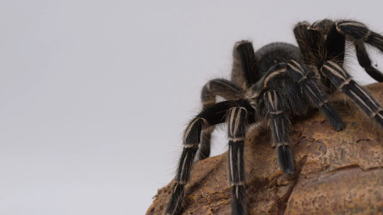 Salmon Pink Bird eater Tarantula panning shot from white hero frame