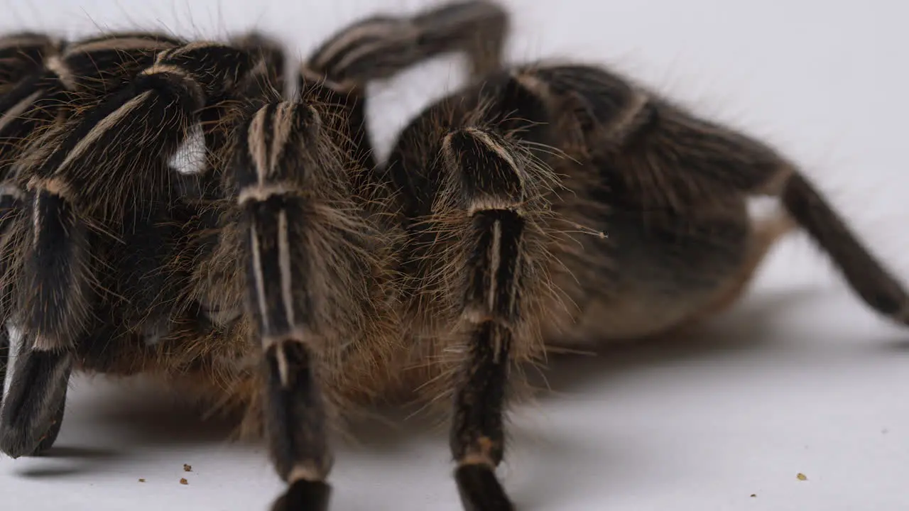 Salmon Pink Bird eater Tarantula close up on legs and hairs standing up white background