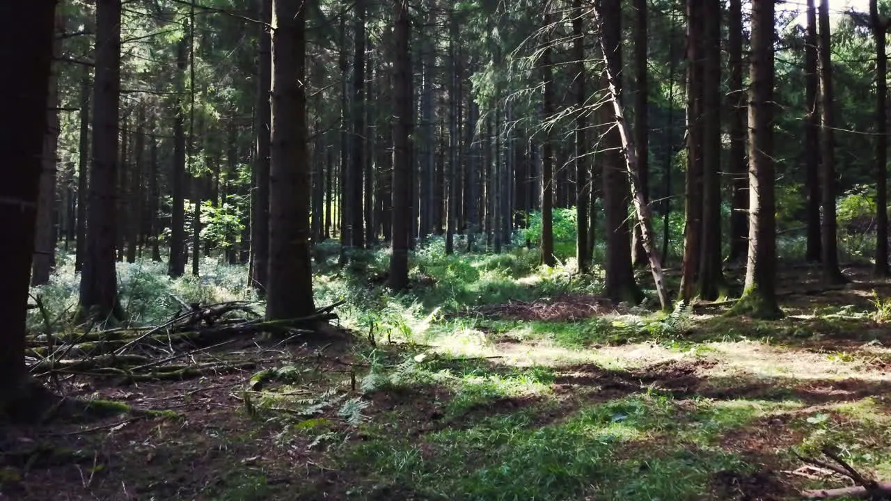 Camera hovers slowly through dark forest – 4k