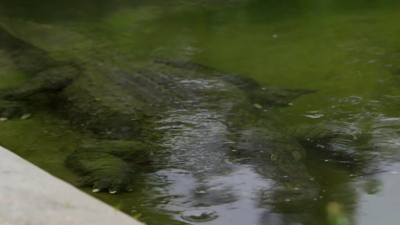 american alligator in public canal waiting for prey