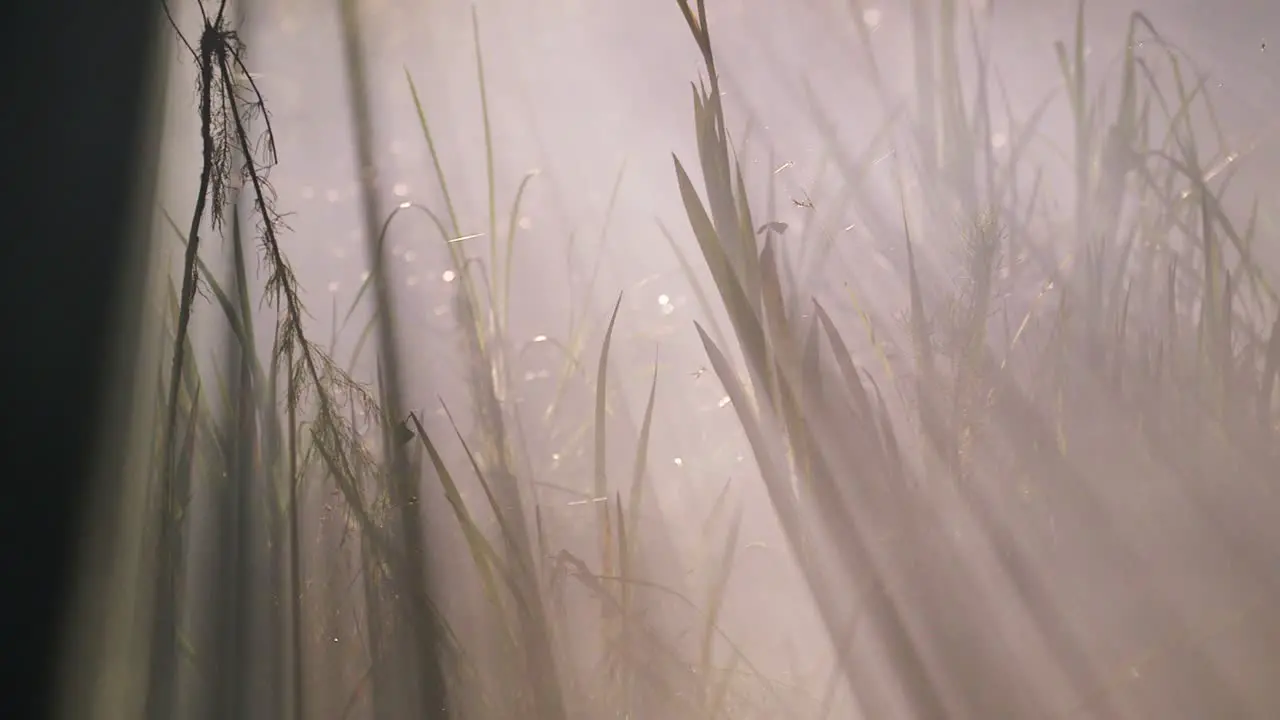 Fog rolls through swamp at night